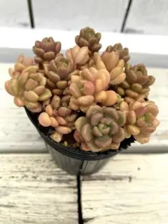 多肉植物抜き苗 小梅 だるま姫秀麗×スプリングワンダーのサムネイル