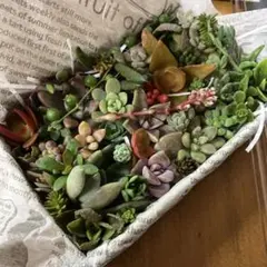 可愛い♡多肉植物詰め合わせ♡