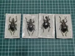 2026年最新】ゾウムシの人気アイテム - メルカリ