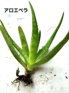 michi.mama3579様 リクエスト 2点 まとめ商品