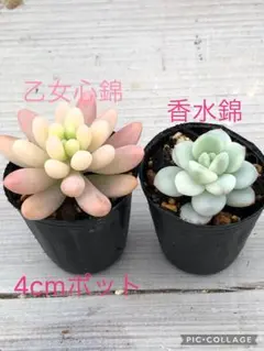 ちゅみ様 リクエスト 2点 まとめ商品