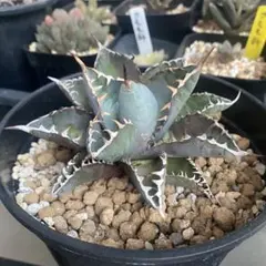 2025年最新】アガベチタノタブルーの人気アイテム - メルカリ