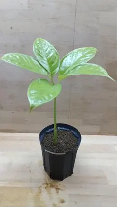 世界最大の花)ショクダイオオコンニャクの苗 - メルカリ