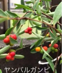 人気植物❣️ヤンバルガンピ苗木一株のサムネイル