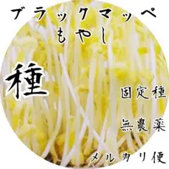 もやしの種　【固定種】【無消毒】　メルカリ便で届く種①