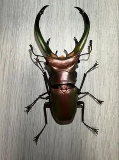 いきもの大図鑑　エラフスホソアカクワガタ