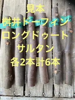 2025年最新】イチジク穂木の人気アイテム - メルカリ