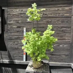 コハウチワカエデ シダレ（枝垂れ）【品番3563】 - メルカリ