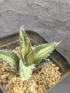 2026年最新】アガベ sad 南アフリカダイヤモンドの人気アイテム - メルカリ