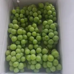 加工用葡萄5キロのサムネイル