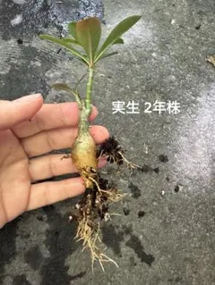 アデニウム　苗