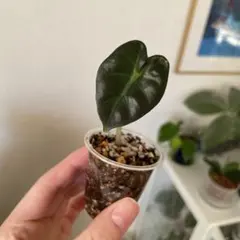 2025年最新】アロカシアバルーンハートの人気アイテム - メルカリ