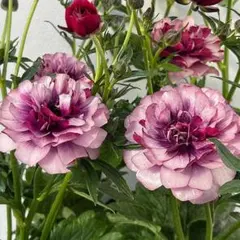 モコ♪様 リクエスト 2点 まとめ商品