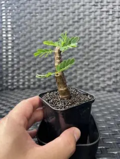 センナメリディオナリス 実生 鉢ごと - メルカリ