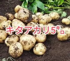 みるる様専用　キタアカリ じゃがいも 5kg