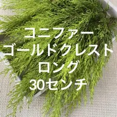 コニファー☘️ゴールドクレスト/ロングサイズ30センチ