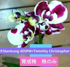 B Timothy Christopher　ミディ胡蝶蘭　胡蝶蘭　ファレノプシスのサムネイル