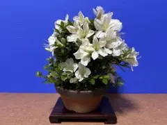 サツキ　小品盆栽素材のサムネイル