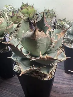 2026年最新】オアハカ 子株の人気アイテム - メルカリ