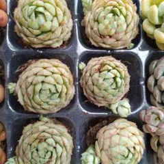 多肉植物 ジョビバルバ ソボリフェラ ペール No.172【桃】 - メルカリ