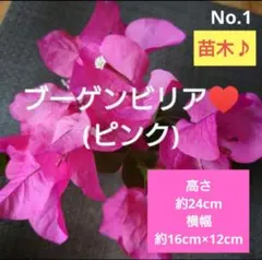No.1【苗木♪】ブーゲンビリア(ピンク)♥️のサムネイル