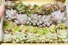 多肉植物　寄せ植えセット　多肉弁当　詰め合わせセット