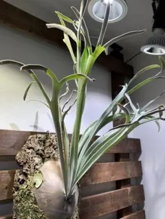 初心者向け‼️長期養生‼️P. veitchii 'Steel' (vp#0)のサムネイル