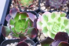 2026年最新】観葉植物 アエオニウムの人気アイテム - メルカリ
