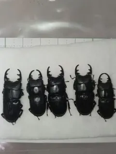 ゆ*こ様 [野外品]　三重県鈴鹿市産　オオクワガタ 標本 3体セット (灯火採集 ゆ*こ様 [野外品] 三重県鈴鹿市産 オオクワガタ 標本 3体セット (灯火