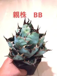 アガベ チタノタ BB錦 ブルーダイヤモンド‼️自社OC株‼️鉢植え発送