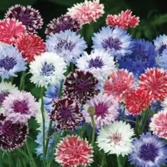 柴犬ゴンちゃん様 リクエスト 3点 まとめ商品