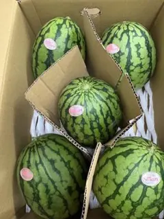 産地直送！小玉スイカひとりじめ5玉入！甘くて美味しい箱込9キロ前後のサムネイル