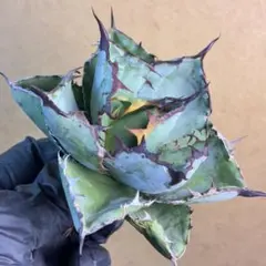 2026年最新】アガベ ブラックアンドブルーの人気アイテム - メルカリ