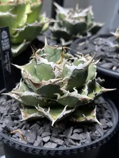 2025年最新】ホワイトホーク アガベの人気アイテム - メルカリ