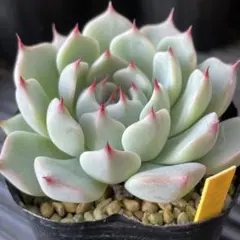 多肉植物　そわそわ【抜き苗】ミックスベリア