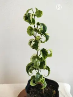 Ry1122様 リクエスト 2点 まとめ商品