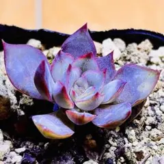 むぅ様 リクエスト 2点 まとめ商品