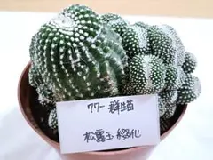 60-松露玉綴化9cm+ 花サボテン 多肉植物 超希少美品 ホタテ型 - メルカリ