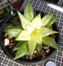 多肉植物 旧氷砂糖 抜き苗 - メルカリ