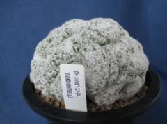 Okoge様 リクエスト 3点 まとめ商品