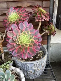 25#多肉植物アエオニウム錦❤️銅花順錦❤️1大頭11cm拔き苗 - メルカリ