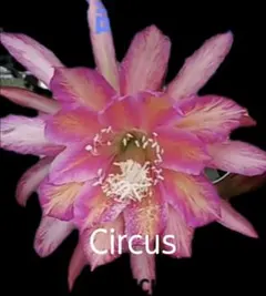 孔雀サボテン 「Circus」のサムネイル