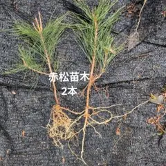 2026年最新】赤松 苗の人気アイテム - メルカリ