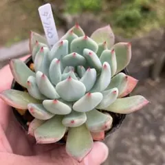 ジョンちゃん様 リクエスト 2点 まとめ商品