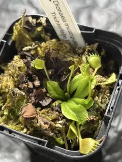 ハエトリソウ Dionaea muscipula Biohazard1 バイオ - メルカリ