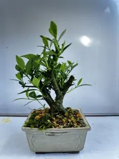クチナシ 細葉 盆栽 懸崖 7cm - メルカリ