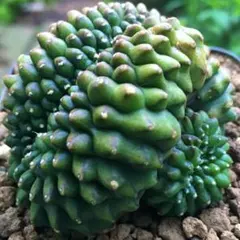 【レア】トゲ無し牡丹玉綴化 錦 ギムノカリキウム ミハノビッチ (実生) ギムノカリキウム ミハノビッチ トゲ無し牡丹玉綴化 (実生) - メルカリ