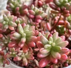 セダム レッドベリー錦 抜き苗 多肉植物 ⑦ - メルカリ
