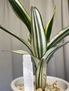 ネオレゲリア・ハウジット リサタグ付き タンクブロメリア 熱帯植物