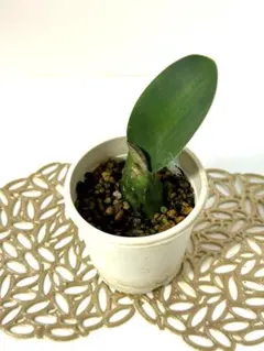 超レアの紅花マユハケオモト5寸足付きプラ鉢 2025年最新】マユハケの人気アイテム - メルカリ